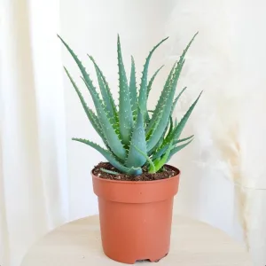 Aloes drzewiasty (Aloe arborescens) 35cm