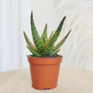 Aloes (Aloe 'Vitro') 13-17cm