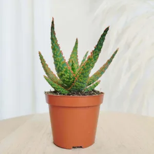 Aloes (Aloe 'Vitro') 15cm