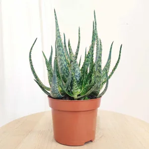 Aloes (Aloe 'Dannyz') 25cm