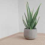 Aloes zwyczajny (Aloe vera barbadensis) 65cm