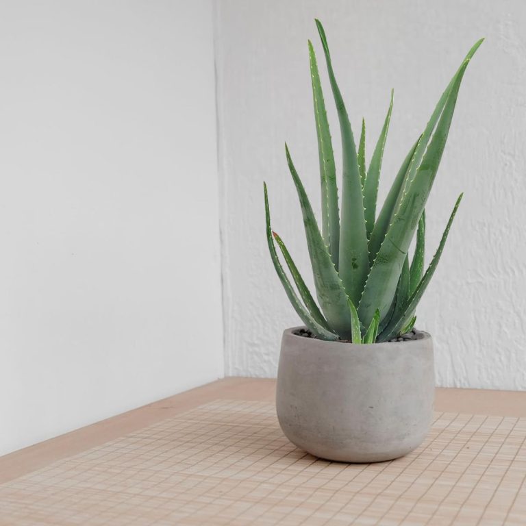 Aloes zwyczajny (Aloe vera barbadensis) 65cm