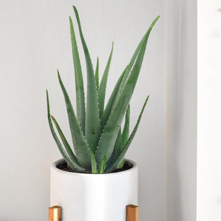 Aloes zwyczajny (Aloe vera barbadensis) 65cm