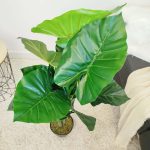 Alokazja sztuczna roślina 100cm