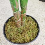 Alokazja sztuczna roślina 100cm