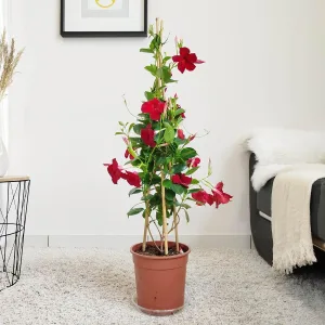 Sandewilla (Sundaville Red) czerwona 100cm