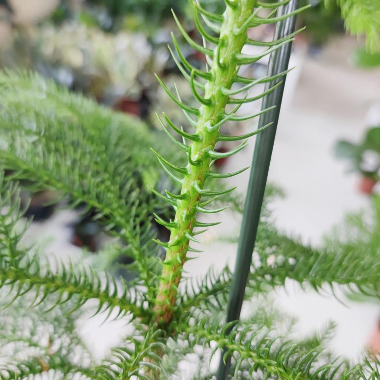 Araukaria wyniosła (Araucaria heterophylla) 60cm