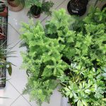 Araukaria wyniosła (Araucaria heterophylla) 60cm