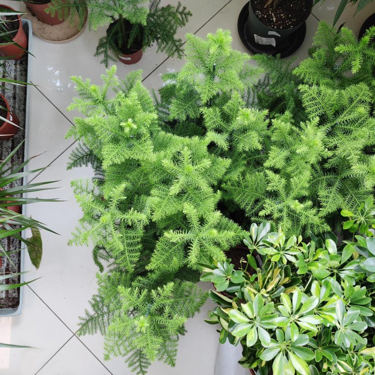 Araukaria wyniosła (Araucaria heterophylla) 60cm