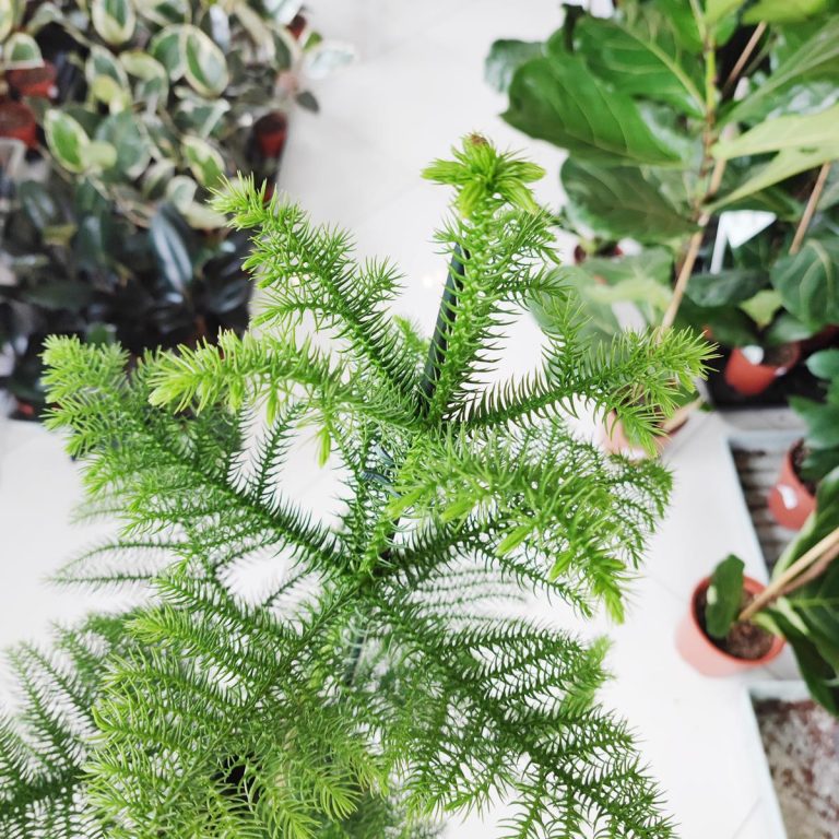 Araukaria wyniosła (Araucaria heterophylla) 60cm