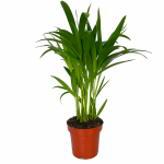 Palma Areka (Areca Dypsis) 30cm