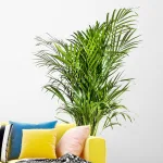 Palma Areka (Areca Dypsis) 140cm