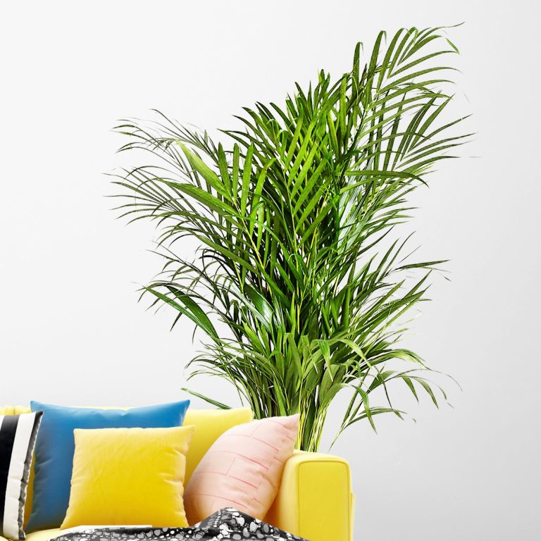 Palma Areka (Areca Dypsis) 140cm