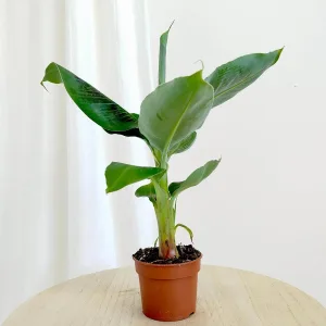 Bananowiec (Musa Tropicana) 30cm