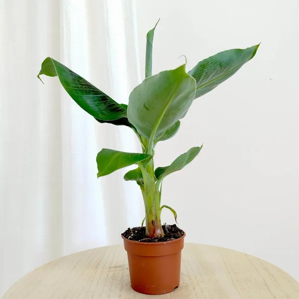 Bananowiec (Musa Tropicana) 30cm