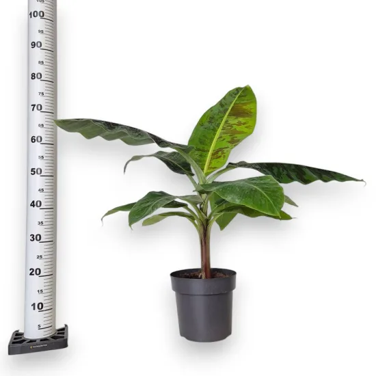 Bananowiec dward cavendish