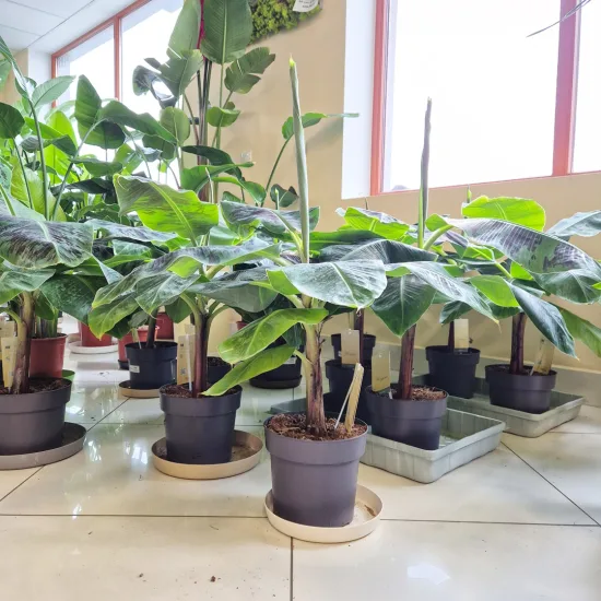 Bananowiec dward cavendish