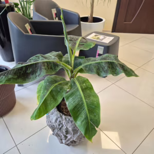 Bananowiec karłowy (Musa 'Dwarf Cavendish’) 70-80cm