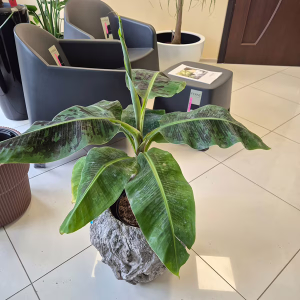 Bananowiec karłowy (Musa 'Dwarf Cavendish’) 70-80cm
