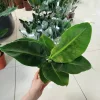 Bananowiec (Musa Tropicana) 35-40cm