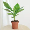 Bananowiec (Musa Tropicana) 35-40cm