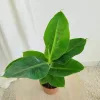 Bananowiec (Musa Tropicana) 35-40cm