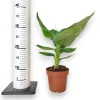 Bananowiec (Musa Tropicana) 35-40cm