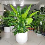 Skrzydłokwiat (Spathiphyllum 'Sweet Sebastiano') 130cm