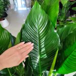 Skrzydłokwiat (Spathiphyllum 'Sweet Sebastiano') 130cm