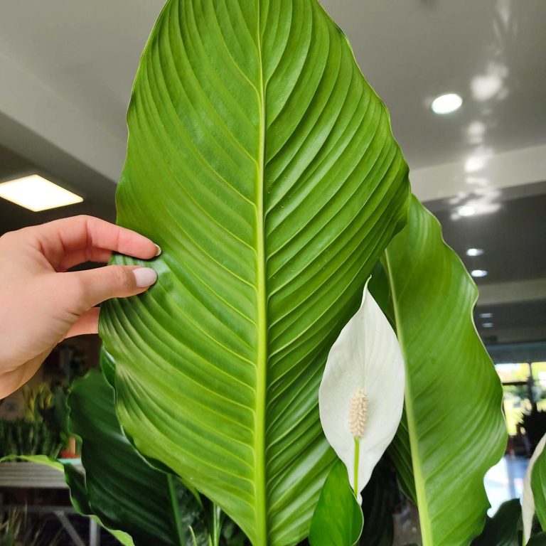 Skrzydłokwiat (Spathiphyllum 'Sweet Sebastiano') 130cm