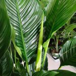 Skrzydłokwiat (Spathiphyllum 'Sweet Sebastiano') 130cm