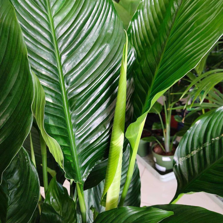 Skrzydłokwiat (Spathiphyllum 'Sweet Sebastiano') 130cm