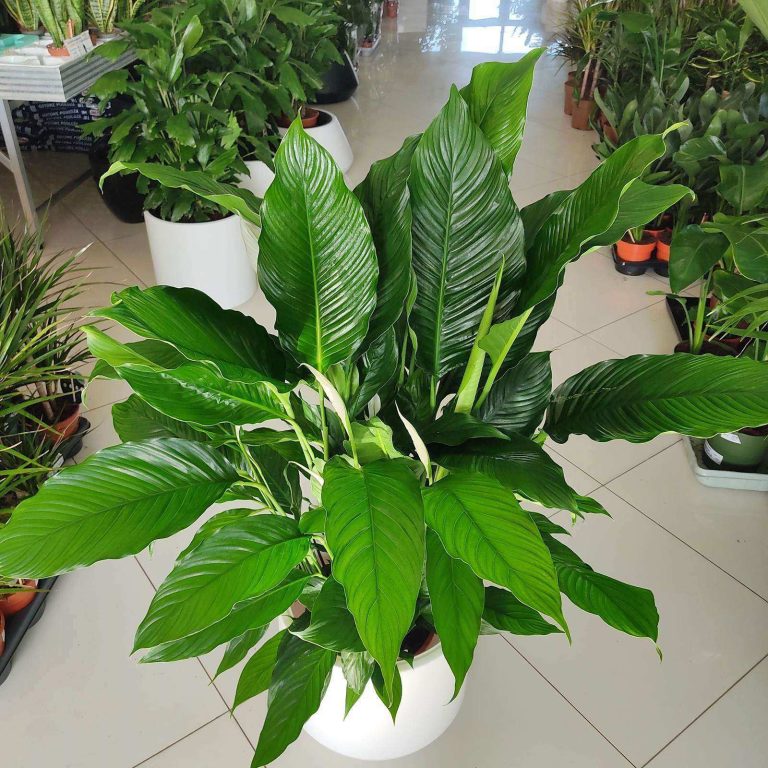 Skrzydłokwiat (Spathiphyllum 'Sweet Sebastiano') 130cm