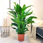 Skrzydłokwiat (Spathiphyllum 'Sweet Sebastiano') 130cm