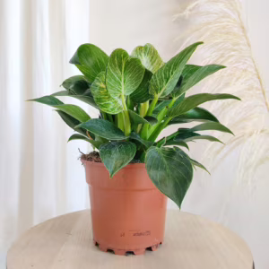 Filodendron Birkin (Philodendron White Measure) 20-25cm