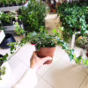 Bluszcz pospolity (Hedera helix 'Wonder’)