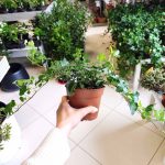 Bluszcz pospolity (Hedera helix 'Wonder') 70cm