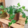 Bluszcz pospolity (Hedera helix 'Wonder’)