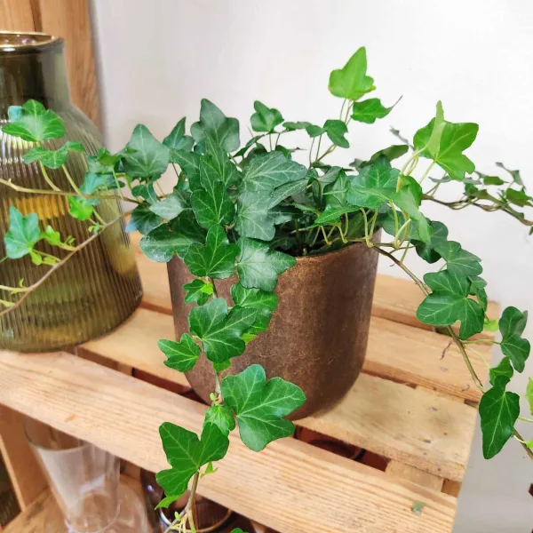 Bluszcz pospolity (Hedera helix 'Wonder') 25cm