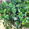 Bluszcz pospolity (Hedera helix 'Wonder’)
