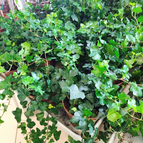 Bluszcz pospolity (Hedera helix 'Wonder') 25cm