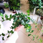 Bluszcz pospolity (Hedera helix 'Wonder') 70cm