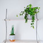 Bluszcz pospolity (Hedera helix 'Brigitte') 40cm