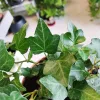 Bluszcz pospolity (Hedera helix 'Wonder’)