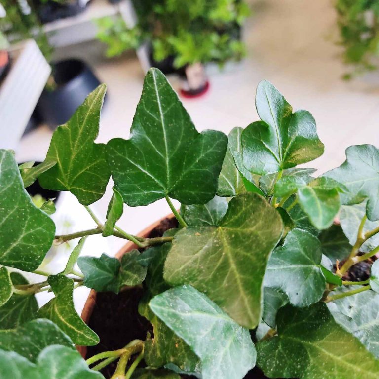 Bluszcz pospolity (Hedera helix 'Wonder') 70cm