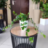 Bluszcz pospolity (Hedera helix 'Wonder’)