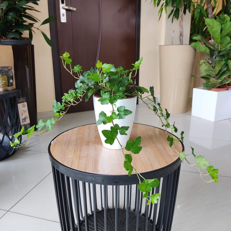 Bluszcz pospolity (Hedera helix 'Wonder') 70cm