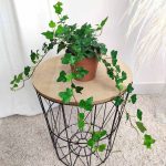 Bluszcz pospolity (Hedera helix 'Wonder') 70cm