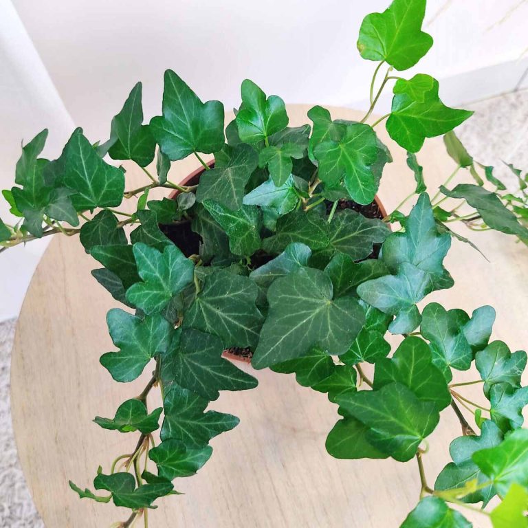 Bluszcz pospolity (Hedera helix 'Wonder') 70cm