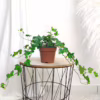 Bluszcz pospolity (Hedera helix 'Wonder’)